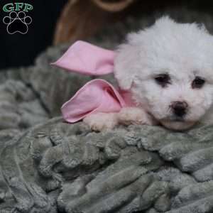 Joy, Bichon Frise Puppy